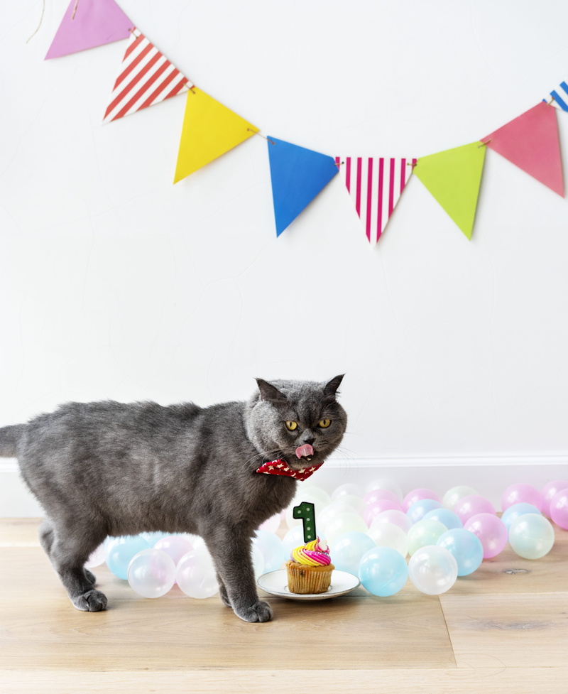 party, cat, feline, pets, near, floor, birthday, hanging, animal, vertebrate, adorable, multi colored, indoors, gray, cupcake, mammal, candle, anniversary