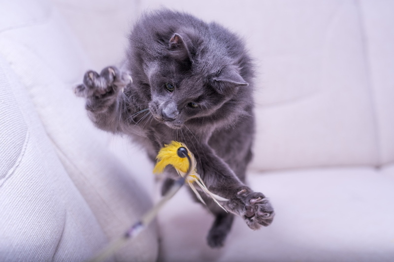 domestic animals, one animal, vertebrate, gray, animals, small, mammal, domestic, yellow, kitten, cat, feline, hair, 2K, young animal, domestic cat, whisker