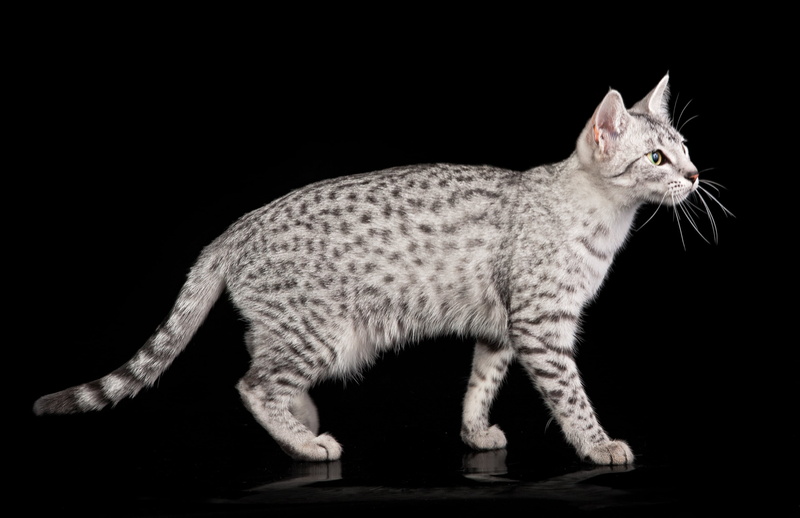 striped, whisker, one Animal, side view, domestic, mammal, tabby, egyptian mau, young Animal, white, staring, black Color, cute, studio Shot, animal themes