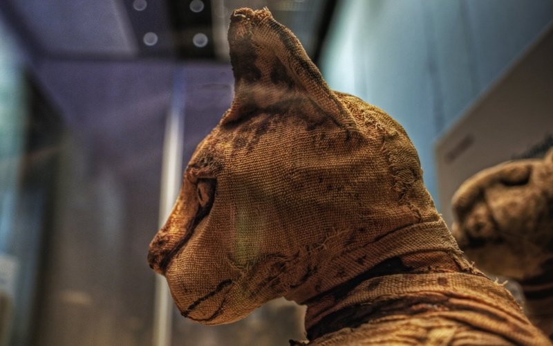 Mummy, Photography, Cat, 1080P, Egyptian
