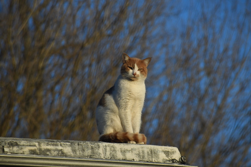 wood, whisker, mammal, no people, plant, abyssinian, siamese, cat, day, domestic animals, looking away, egyptian cat, nature, domestic, focus on foreground
