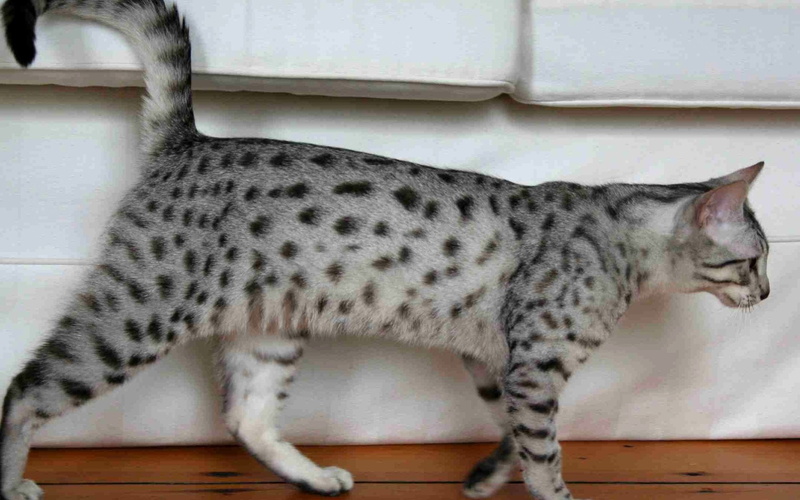 sofa, mau, cat, white, egyptian, cute, Egyptian Mau Cat, walking, black, 1080P, tabby