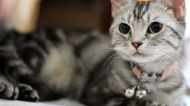 nose, tiger cat, shorthair, sitting, face, cat, 1080P, pets, whisker, feline, pet, portrait, curiosity, domestic animals, no people, fur, hair, looking