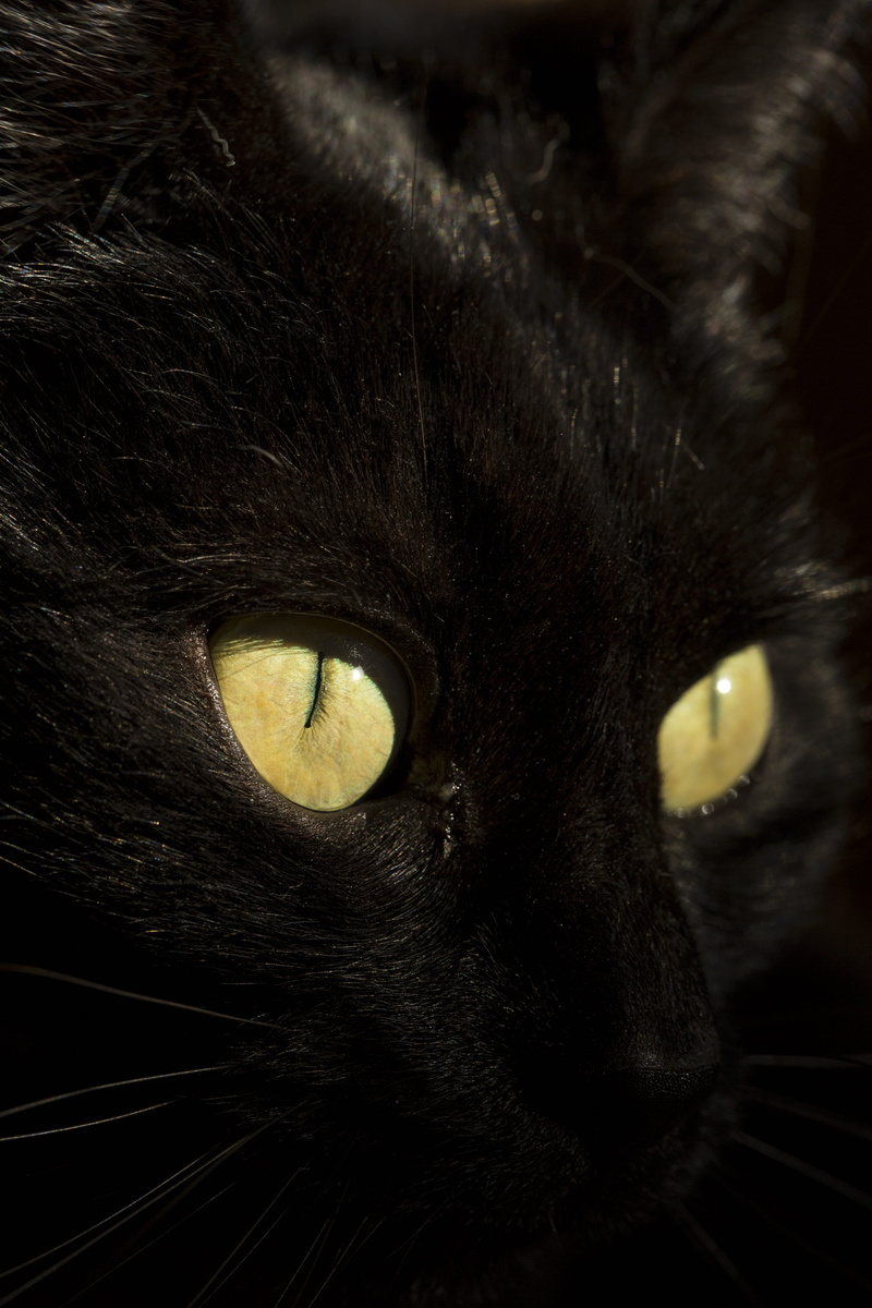 seahorse, animal themes, wood, feline, pets, mammal, domestic cat, no people, whisker, one animal, animal eye, sea life, eye, siamese, 5K, indoors, cat