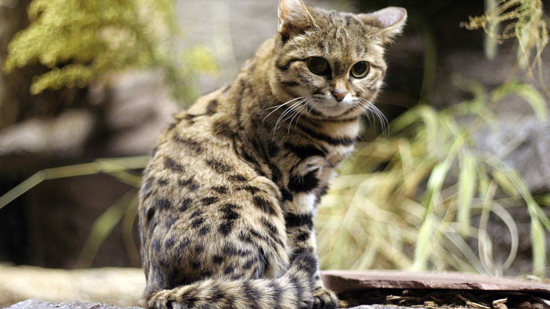 mammal, whisker, 1080P, curious, shorthair, striped, cat, domestic cat, egyptian cat, plant, adorable, purebred, portrait, whiskers, kitten, kitty, soft