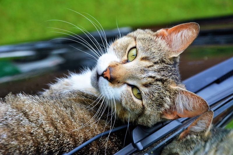 kitten, siamese, focus on foreground, laptop, animal, whisker, cat, nature, relaxation, electronics, one animal, mantis, day, no people, animal themes