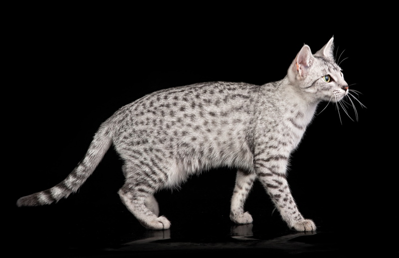 mau, cat, egyptian, 4K, color