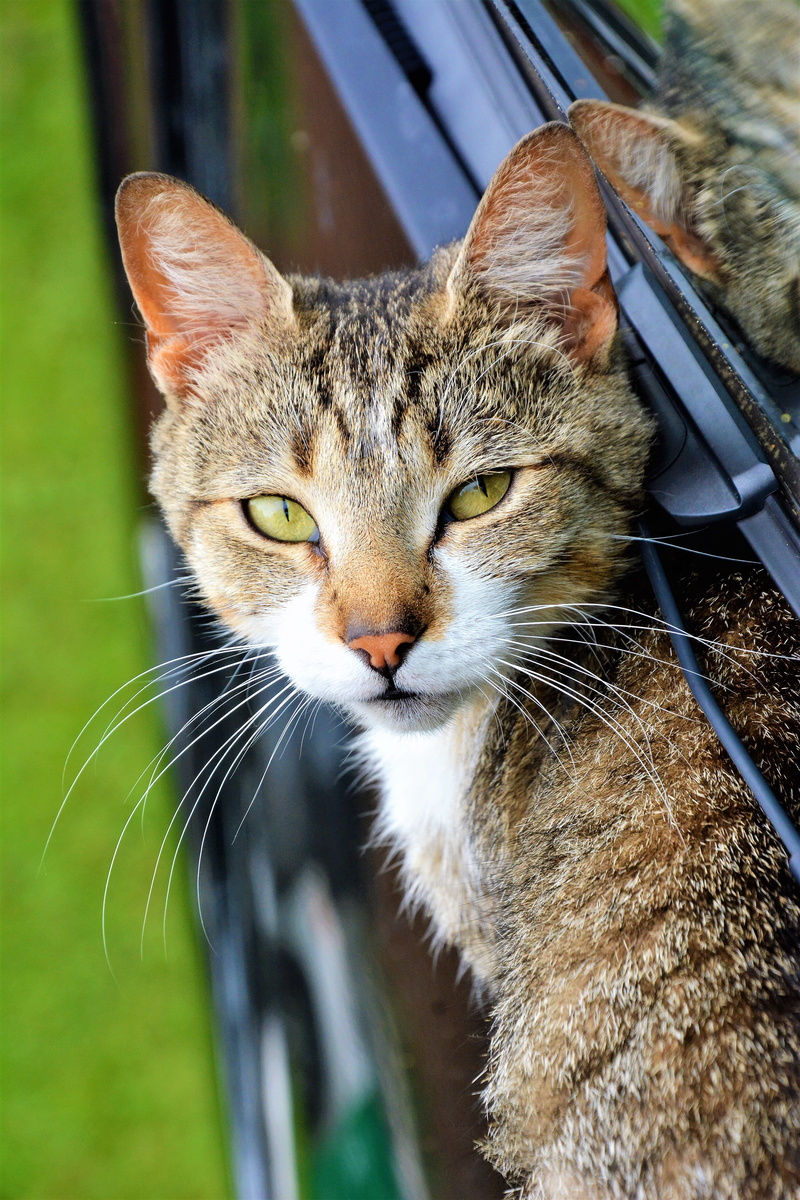 focus on foreground, shelf, terrier, strap, cat, eating, label, domestic animals, dog, food, animal head, whisker, pets, feline, kitten, black cat, animal