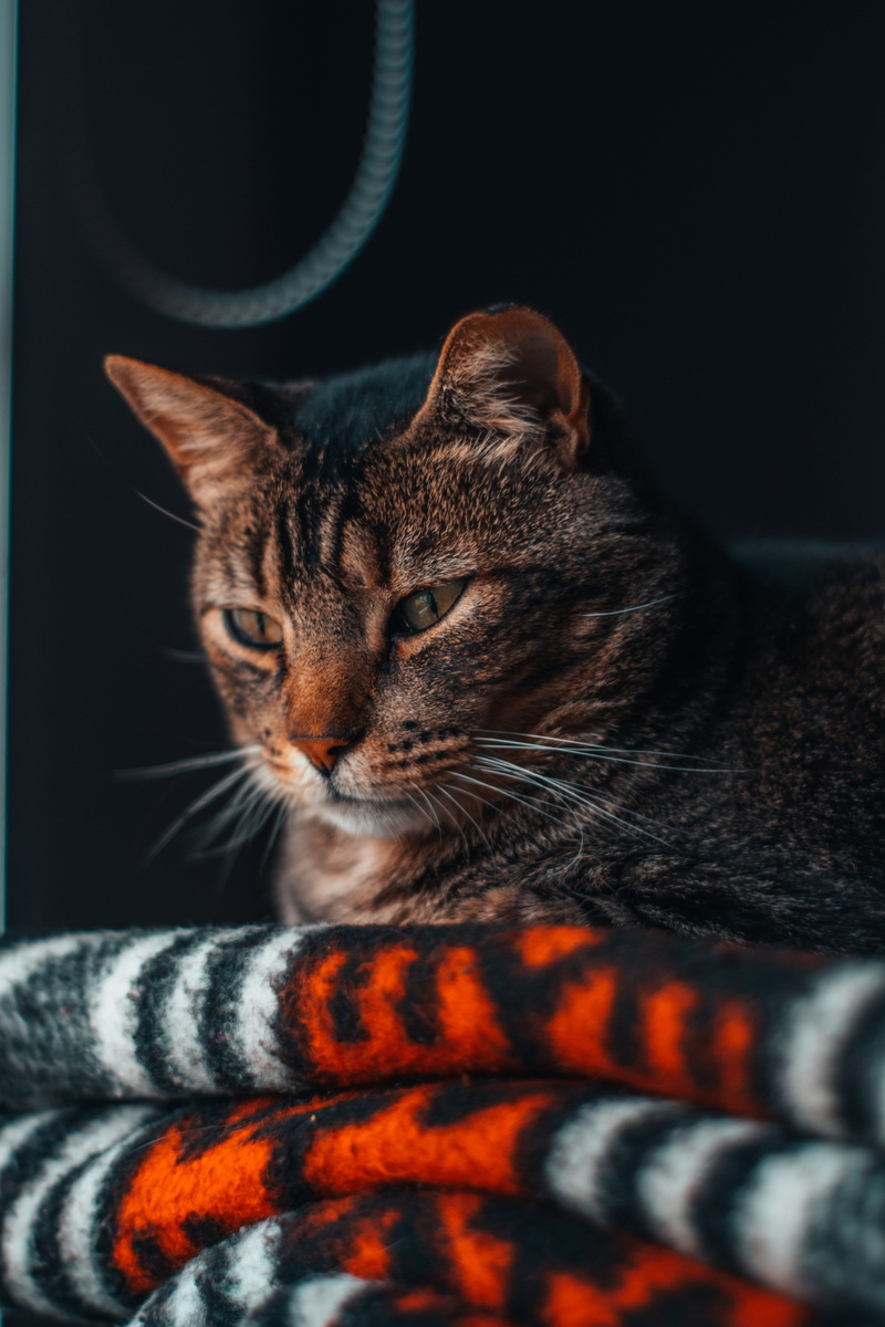 kitten, whisker, quilt, domestic, mammal, one animal, apparel, looking away, abyssinian, domestic animals, pet, tabby, blue jay, orange color, siamese