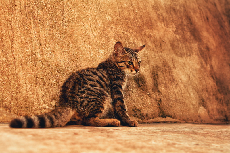 one animal, looking, abyssinian, wild, india, kolkata, cute, domestic animals, mammal, pet, pets, wildlife, tiger, jaguar, domestic cat, cheetah, panther