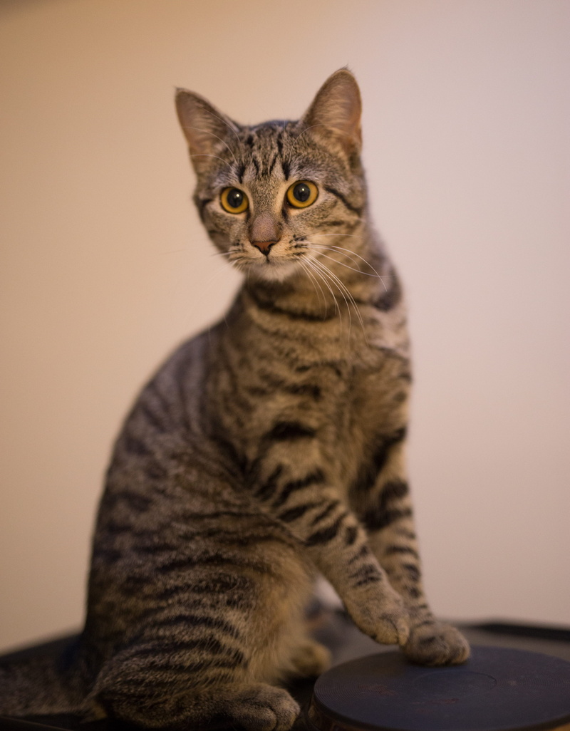 one animal, kitten, plywood, abyssinian, face, home, mammal, hardwood, feline, bronze, kitty, no people, animal, friend, pet, manx, domestic animals, looking at camera
