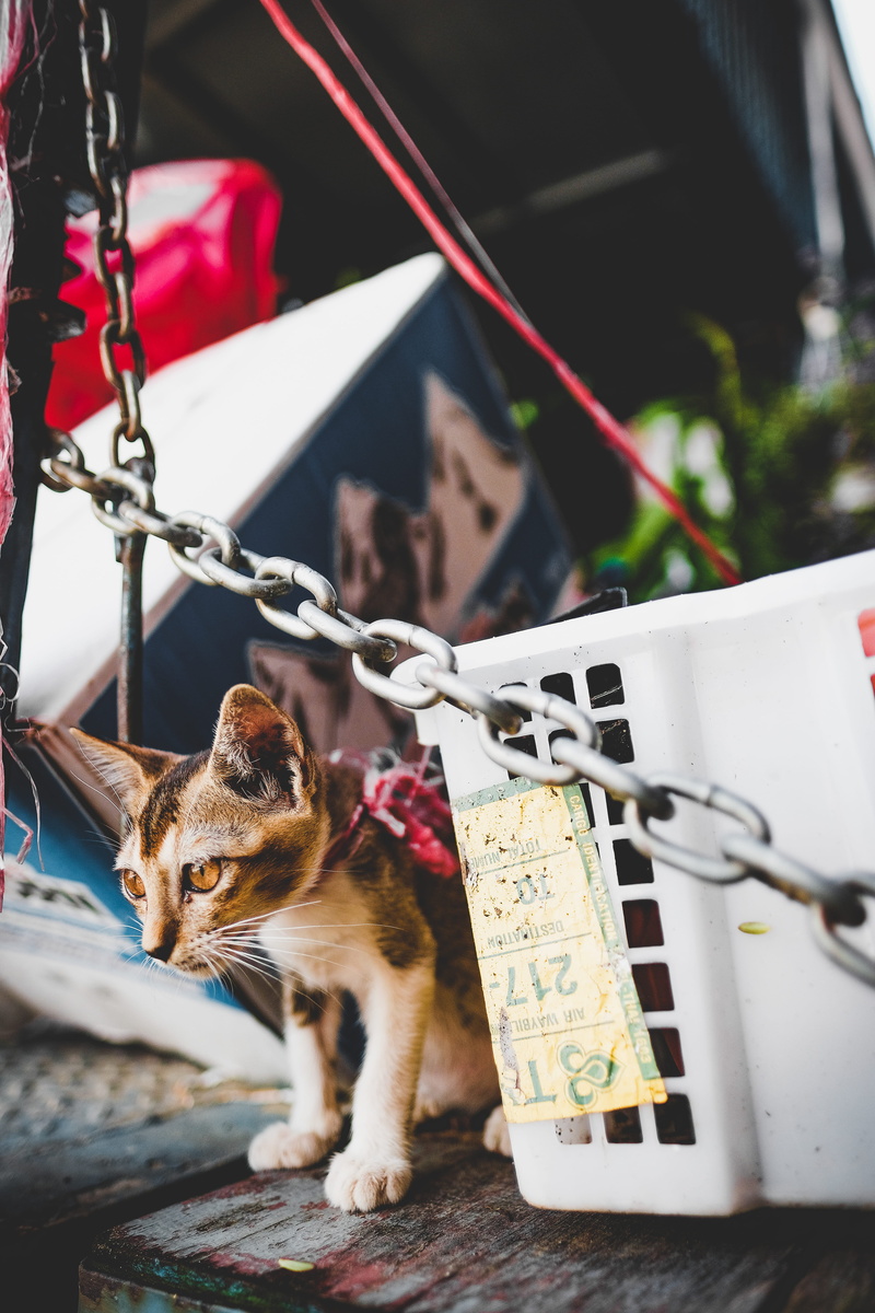 manx, hanging, one animal, cat, rope, domestic animals, 5K, vertebrate, egyptian cat, focus on foreground, wheel, day, home decor, mammal, harness, relaxation