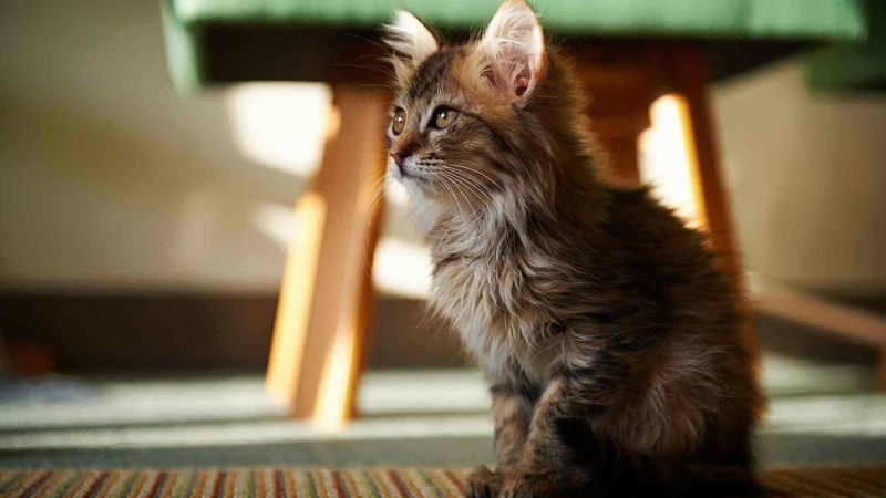 face, feline, mammal, whiskers, domestic animal, soft, cute, furry, kitten, 1080P, ears, expression, fluffy, young mammal, focus on foreground, look, curious