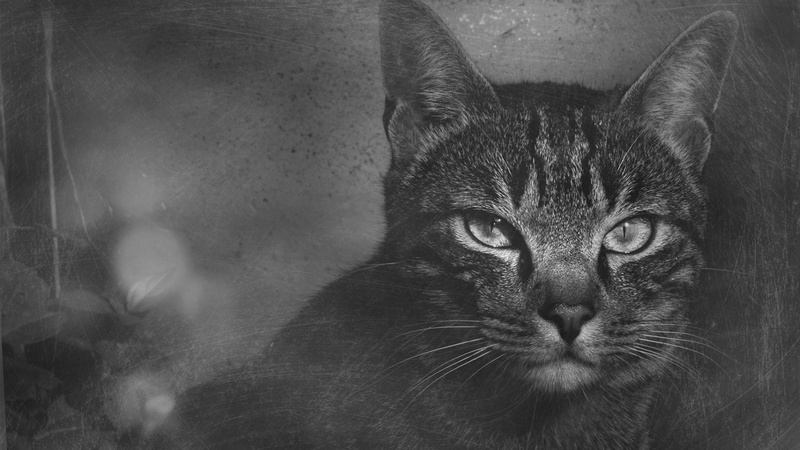 animal themes, animals, relaxation, kitten, striped, breed, soft, domestic, cat, tiger cat, shorthair, animal eye, portrait, one animal, pets, gray, domestic animals