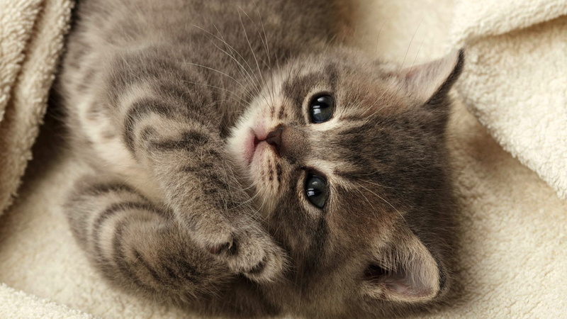 look, young mammal, pet, eye, cute, sitting, puss, tabby, nose, grey, furry, adorable, little, kitten, hair, portrait, pets, young, ears, mammal, cat, 1080P