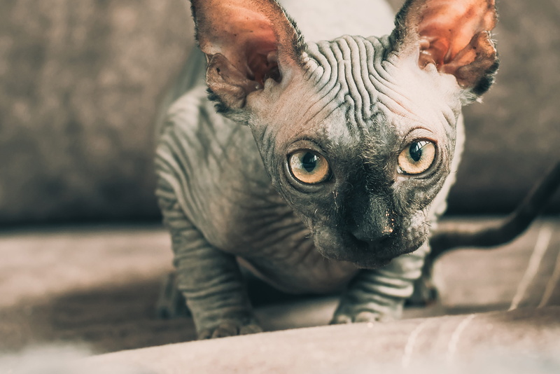 domestic, chihuahua - dog, animal, young animal, vertebrate, whisker, dog, animal eye, no people, close-up, cat, looking at camera, closeup, animal body part