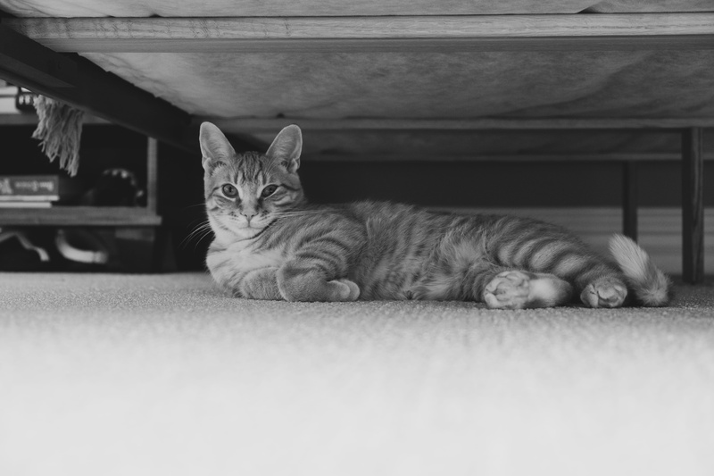 floor, animal themes, relax, animal, domestic cat, selective focus, looking at camera, pets, indoors, furniture, domestic, hiding, vertebrate, alone, one animal