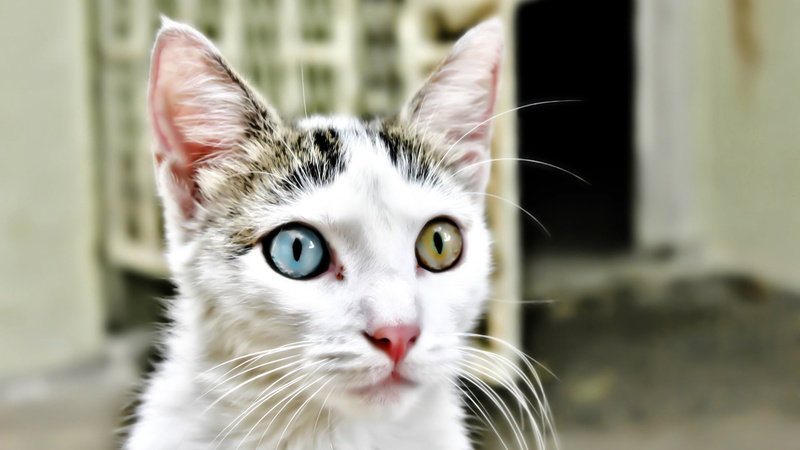 focus on foreground, cats, looking at camera, adorable, vertebrate, animal eye, curious, animal, staring, mammal, tiger cat, whisker, grey, no people, animal body part
