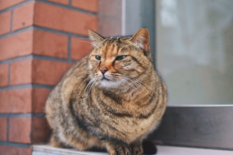 head, 4K, brick, no people, animal themes, vertebrate, feline, relaxation, day, plant, one animal, glass, nut, wildlife, looking, tabby, sitting, domestic animals