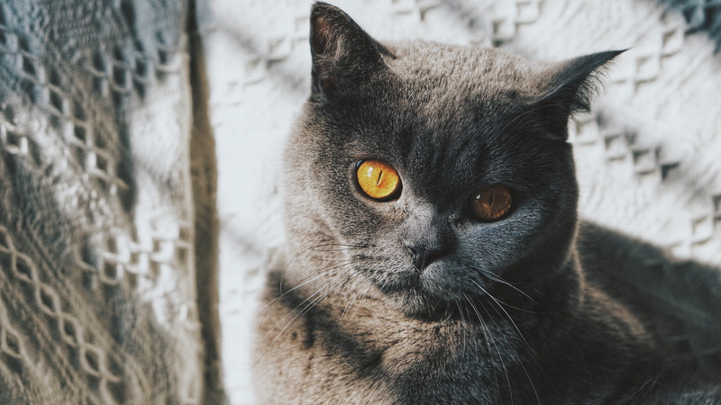 feline, eating, animal head, animal eye, looking away, domestic, kitten, plant, focus on foreground, angora, asteraceae, animal, blue, yellow eyes, egyptian cat