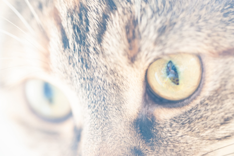 domestic cat, manx, 4K, pet, siamese, animal body part, domestic animals, kitten, animal themes, webcam, canine, beagle, animal head, mammal, egyptian cat