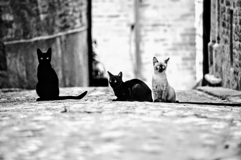 selective focus, siamese, sitting, relaxation, bar stool, group of animals, wood, animal, cat, egyptian cat, two animals, shelf, indoors, brick, dog, furniture