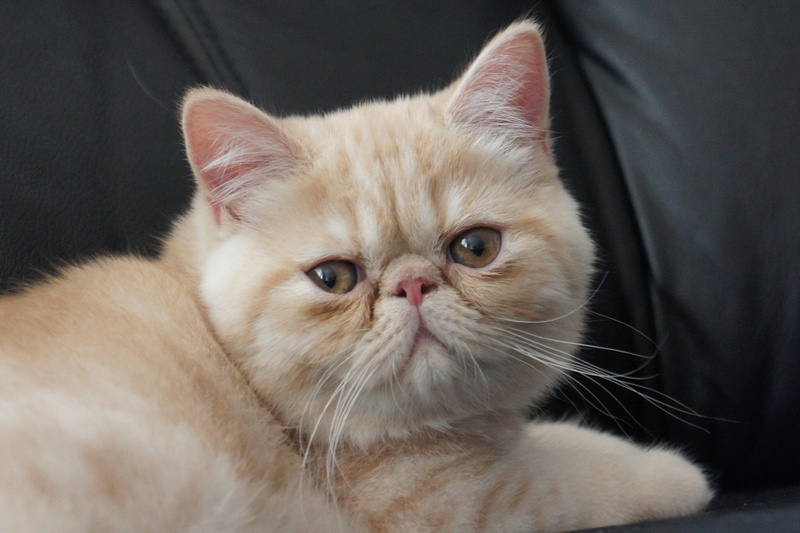exotic, shorthair, 1080P, cat