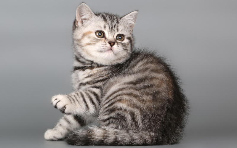 2K, shorthair, kitten, kitty, british
