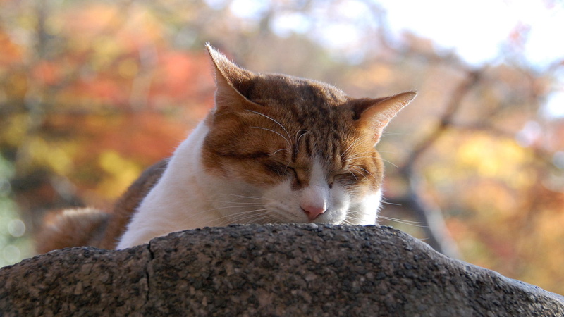 close, domestic cat, tiger cat, kitty, fluffy, feline, animal head, domestic, adorable, pet, look, animal, mammal, animal themes, striped, no people, cats