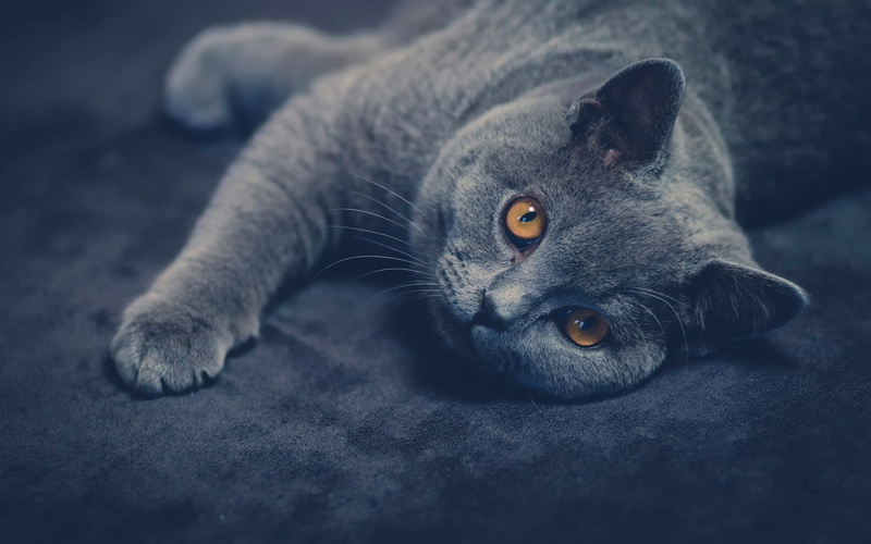1080P, British shorthair, animals, cat