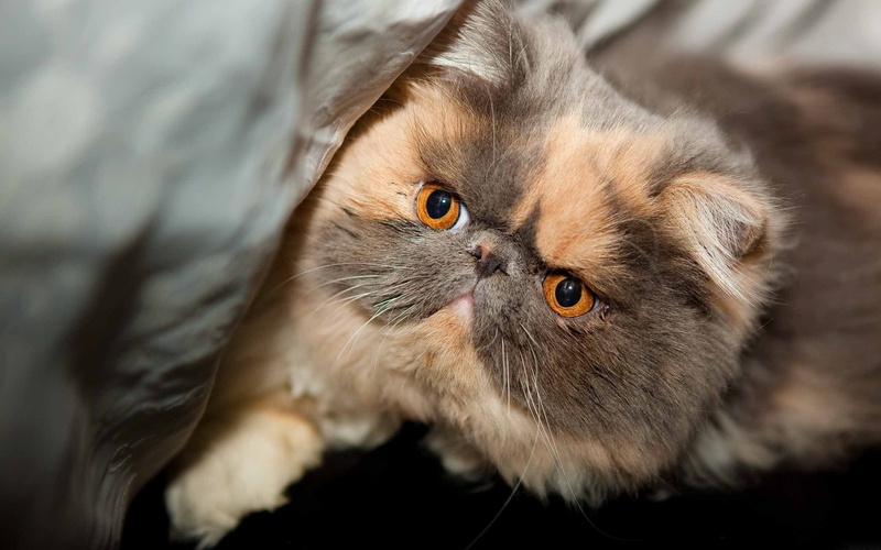 orange, brown, shorthair, gorgeous, sweet, persian, 2K, exotic, cat, exotic shorthair, beautiful