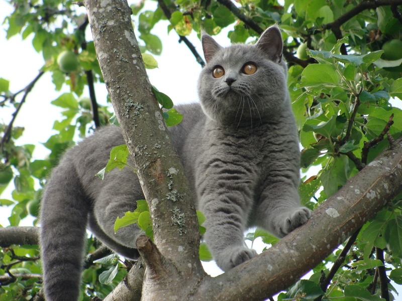 leaf, day, animal Eye, feline, domestic, vertebrate, animal, leaves, pets, curiosity, cute, tree, domestic Animals, looking, mammal, gray, fur, green Color