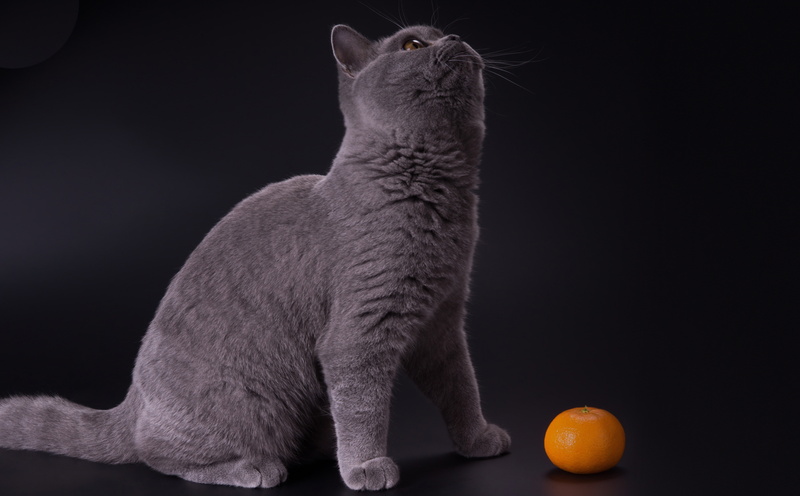 mammal, Kitten, 5K, orange color, indoors, studio shot, domestic cat, Shorthair, vertebrate, BritishShorthair, one animal, feline, domestic, Orange, gray
