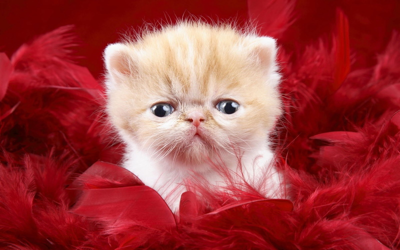 feline, red, domestic animals, domestic cat, domestic, whisker, portrait, mammal, 1080P, cat, persian cat, softness, vertebrate, close-up, pets, indoors