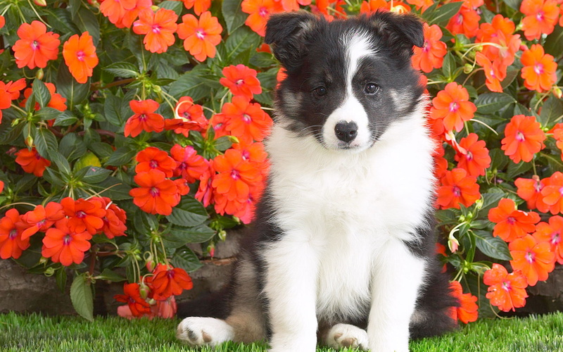 1080P, shetland, puppy, sheepdog, shetl