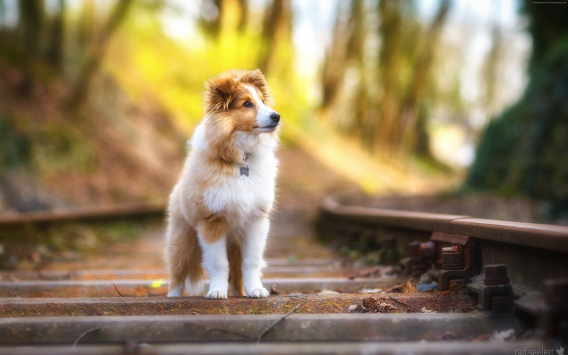 4K, cute animals, Shetland Sheepdog, puppy, 4K