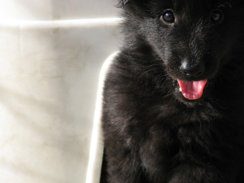 1080P, coated, black, puppy, sheepdog, belgian, fluffy, animals