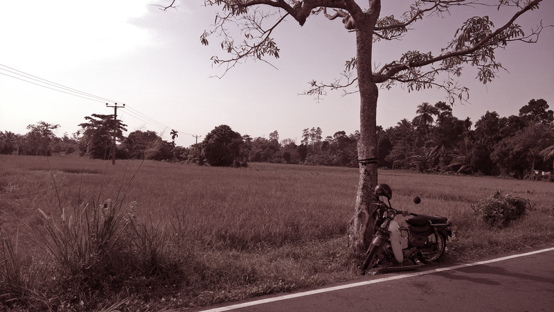 landscape, 4K, biker, trees, sky