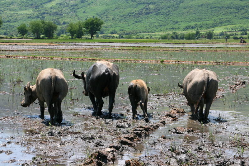 green color, animal wildlife, buffalo, domestic animals, pets, vertebrate, tree, herbivorous, animals in the wild, funny, 4K, asia, agriculture, livestock