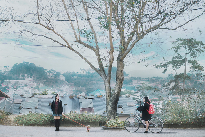 tree, growth, leisure activity, land vehicle, lifestyles, nature, united board, vietnam, mode of transportation, full length, transportation, day, you ladies