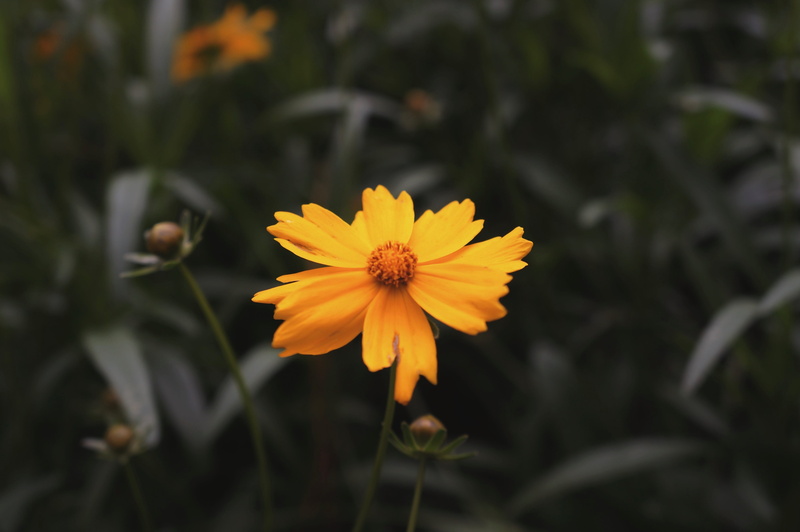 outdoors, da, shallow, flower head, growth, beauty in nature, photography, fragility, inflorescence, no people, field, garden, flowering plant, 4K, focus on foreground