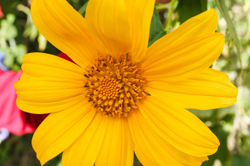 growth, seasonal, no people, closeup, season, focus on foreground, springtime, floral, close-up, blossom, nice, close, day, petal, botany, beauty, bloom
