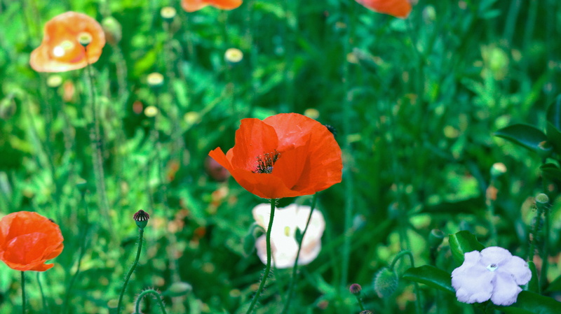 orange, close-up, flower, page, no people, orange color, botany, inflorescence, blooming, ball, petal, beauty in nature, outdoors, vulnerability, flower head