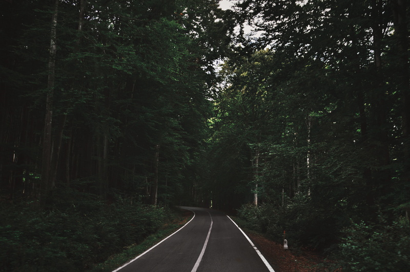 travel, wood, woodland, road, growth, direction, the way forward, tranquility, beauty in nature, daytime, green color, lake, diminishing perspective