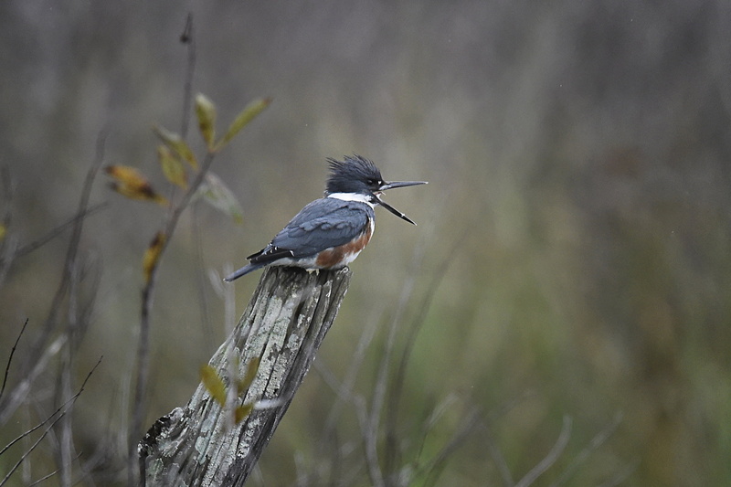 black, selective, Cecil, animal, Punta Gorda, Belted Kingfisher, brown bird, beak, Wildlife Management Area, Webb, Florida, 2K, animals In The Wild, Babcock