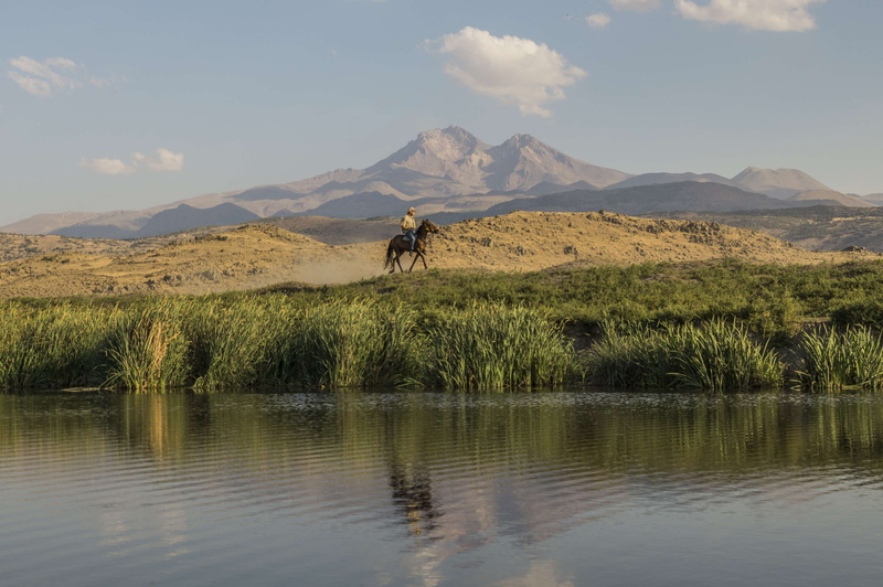 erciyes, waterfront, one animal, animal, kayseri, animal wildlife, mammal, 2K, outdoors, lake, animal themes, turkey, mountain, plant, anatolia, vertebrate