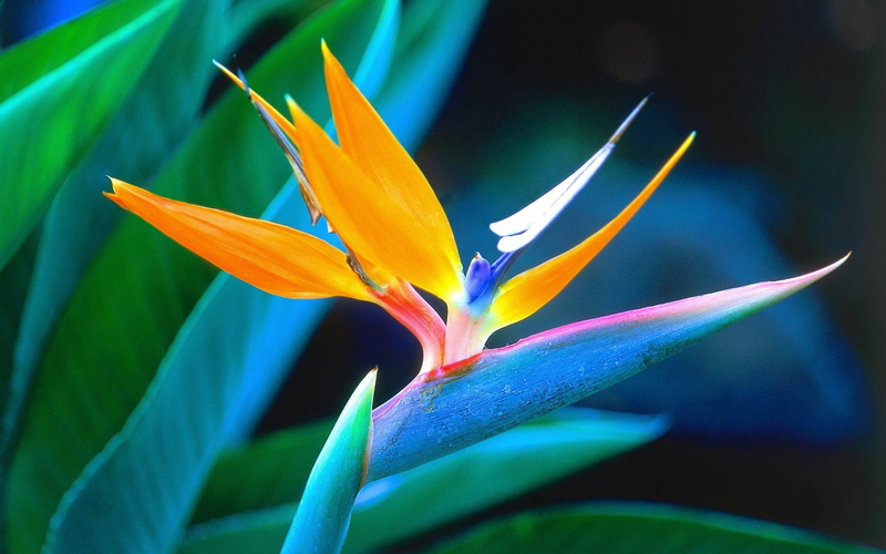 leaf, petal, outdoors, inflorescence, nature, 1080P, vulnerability, close-up, unusual, no people, tropical Climate, decoration, flowering plant, fragility
