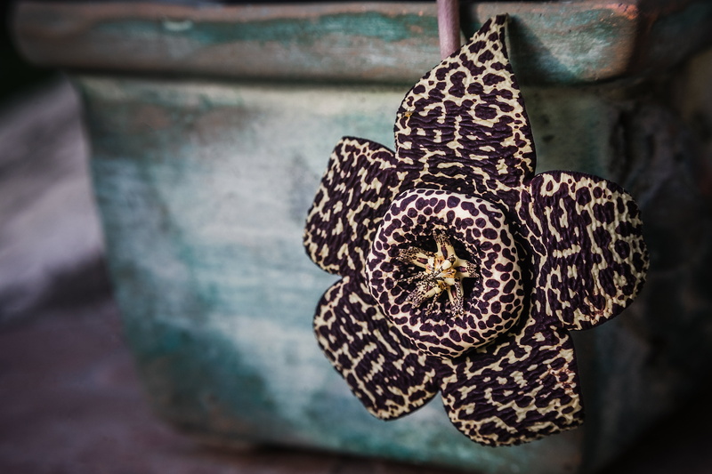 metal, day, plant, yellow, decoration, craft, cactus, wood - material, spotted, hanging, selective focus, art and craft, rafflesia, flower, beauty in nature