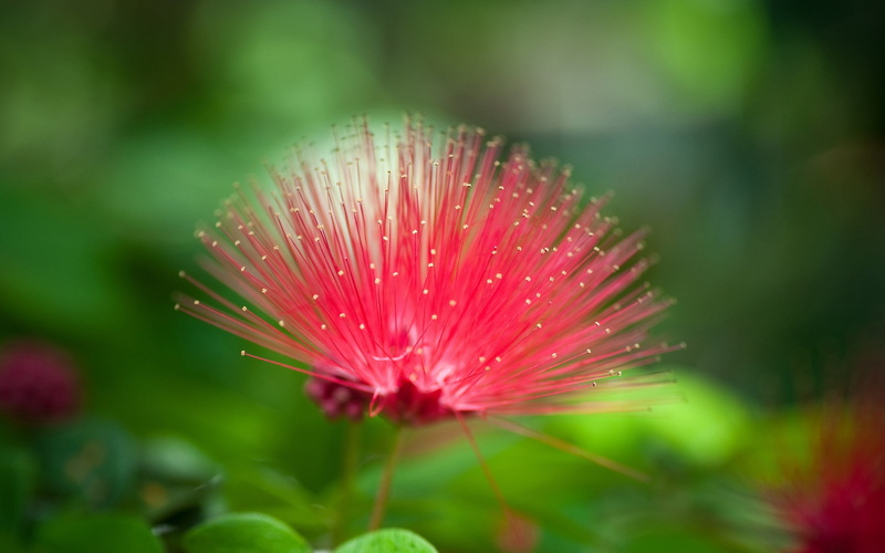 blossom, beautiful grass, unusual, botany, petal, outdoors, dandelion seed, red, grass, no people, flower Head, close-up, pink Color, summer, selective focus