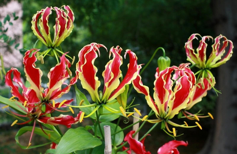 flowering plant, nature, freshness, red, focus on foreground, Flowers, 720P, plant, outdoors, Unusual, Leaves, plant part, leaf, no people, close-up, inflorescence